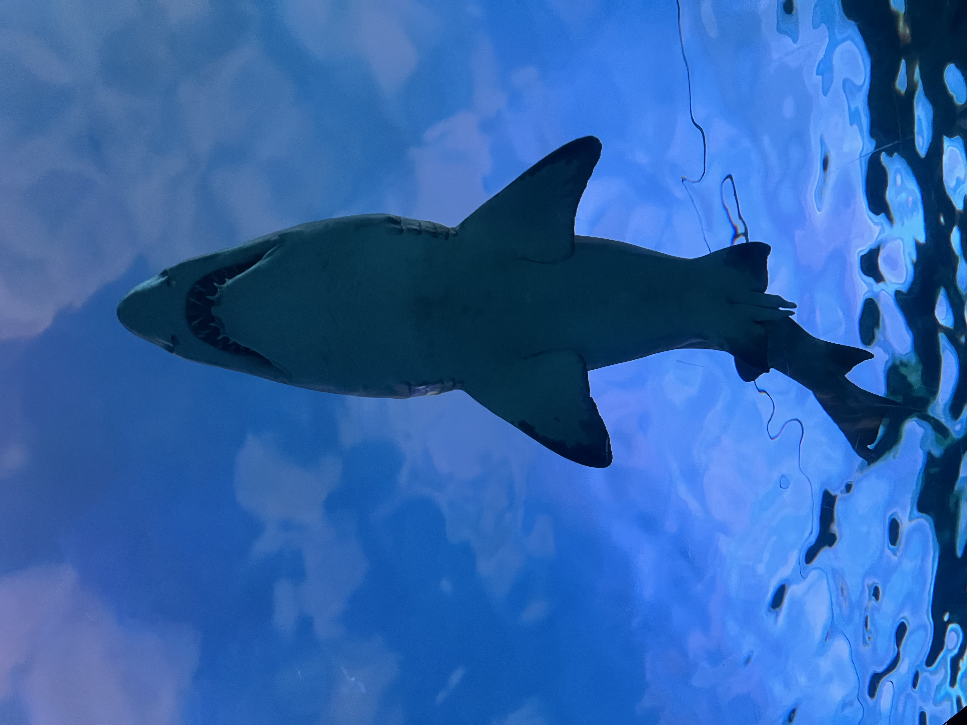 ./2024/10 - Myrtle Beach/IMG_3113.jpg